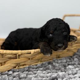 Theodora - Phantom female Poodle puppy in Greeneville, Tennessee from Smokey Mountain Sheepadoodles