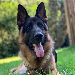 German Shepherds from vom Sippel Shepherds