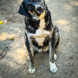 Chai - Anatolian Shepherd Dog