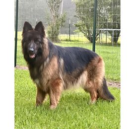 Salza - German Shepherd