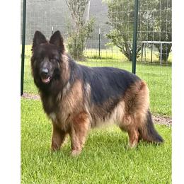 Salza - German Shepherd