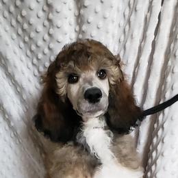 Jupiter - Sable Tuxedo Girl - Poodle puppy from Blue Moon Standard Poodles