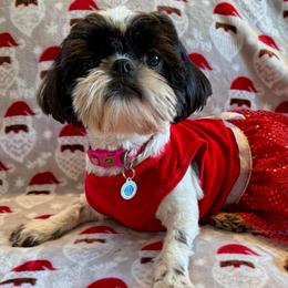 Scarlet Monkey Flower - Shih Tzu