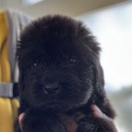 Newfoundland Puppies from Knallhart Kennels