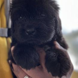 Newfoundland Puppies from Knallhart Kennels