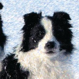 Border Collies from Isle Breez Border Collies