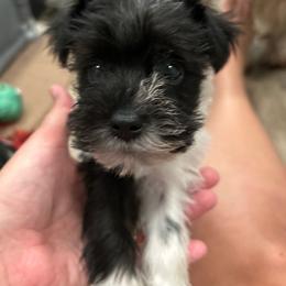 Ruger - Parti male Miniature Schnauzer puppy in Palestine, Texas from Miniature Schnauzer Puppies of Palestine Tx