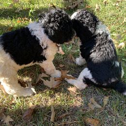 Goldendoodle Puppies from Crystal Coast Cuddles
