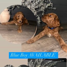 Goldendoodle Puppies from Sisters Doodles