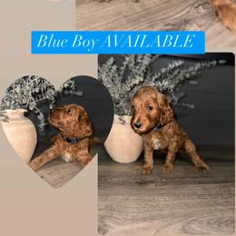 Goldendoodle Puppies from Sisters Doodles