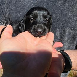 Beauty - Black female Dachshund puppy in Jackson, Tennessee from BlackPine Kennels