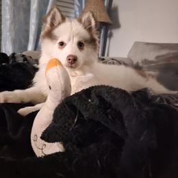 Pomsky and Siberian Husky Puppies from Whitmore Wolfpack LLC