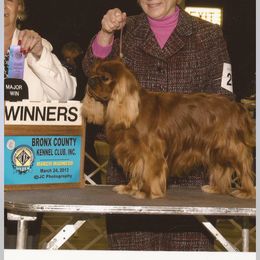 Cavalier King Charles Spaniel Puppies from Whisper Wood Acres