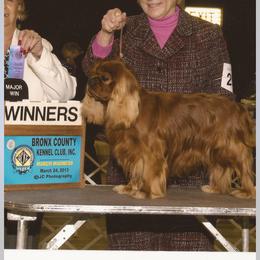 Cavalier King Charles Spaniel Puppies from Whisper Wood Acres