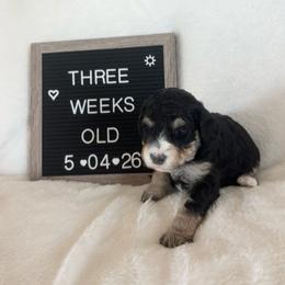 Dory - Tri-color female Bernedoodle puppy in Sparrows Point, Maryland from Rosie’s Puppies