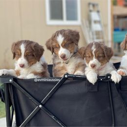 Miniature Australian Shepherd Puppies from AV Mini Aussies