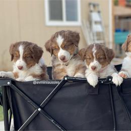 Miniature Australian Shepherd Puppies from AV Mini Aussies