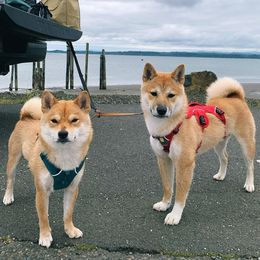Shiba Inu from OlyInu