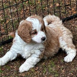 Dill - male Golden Mountain Doodle puppy in Travelers Rest, South Carolina from Bailey Mountain Doodles