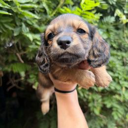 Akc Full Terk - Red female Dachshund puppy in Erie, Michigan from Champagne’s Grinch Toe’d Dachshunds