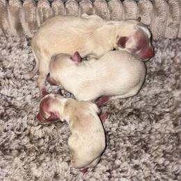 Cream Boy - Cream male Maltipoo puppy in Morehead, Kentucky from Paw Perfect Pets