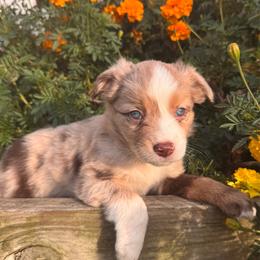 Merlot - Red tri female Miniature Australian Shepherd puppy in Massapequa, New York from All That Auss Mini Aussies