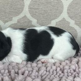AKC Boy 2 - Piebald male Dachshund puppy in Joshua Tree, California from Desert Dreams Ranch