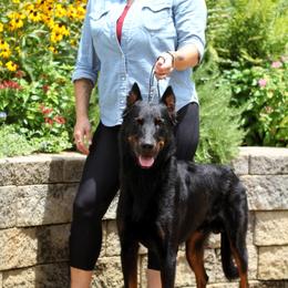 Riot - Beauceron