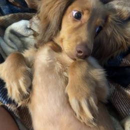 Ace - Red male Dachshund puppy in Grant, Oklahoma from Weenie World