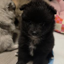 Batman - Black male Pomeranian puppy in Mays Landing, New Jersey from KB Pom Pups