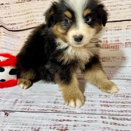 Candy tri male 3 - Black tri male Miniature Australian Shepherd puppy in Lemon Cove, California from Magic Ranch Mini Aussies