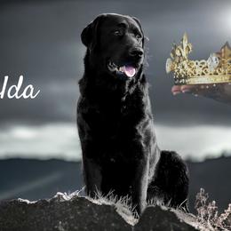 Zelda - Labrador Retriever