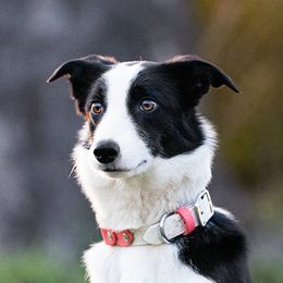 Venus - Border Collie