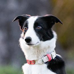 Venus - Border Collie