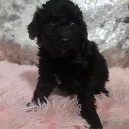 Divine - Black female Poodle puppy in Neosho, Missouri from Star Light Pups