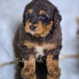 Banks - Merle male Bernedoodle puppy in Cleveland, Georgia from Jam's Doodles And Poodles
