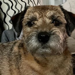 Border Terrier All Grown Up from Wendi Donaldson