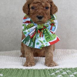 Grinch - Red  male Goldendoodle puppy in Warsaw, Ohio from Lovabledoodles