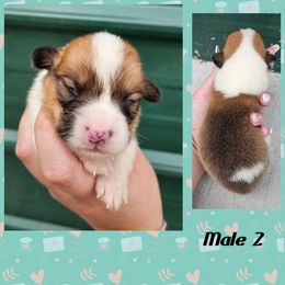 Male 2 - Sable male Pembroke Welsh Corgi puppy in Unicoi, Tennessee from Unaka Mountain Corgis