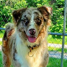 Sophie - Australian Shepherd