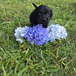 Mr. Incredible - Black phantom male Aussiedoodle puppy in Cumberland, Rhode Island from W Doodle Crew