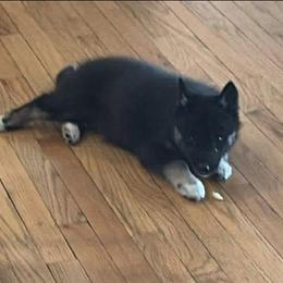 Tootie - Black tan and white female Siberian Husky puppy in Wisconsin from Liberty Siberians