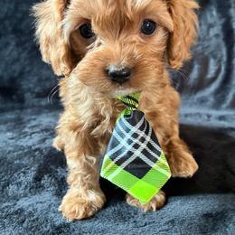 Phili - Red male Cavapoo puppy in Adrian, Oregon from ApplebyFarm