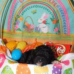 Kit Kat - Black Goldendoodle puppy in Iowa from Nation Goldendoodles