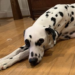 Dalmatians from Black House Dalmatian