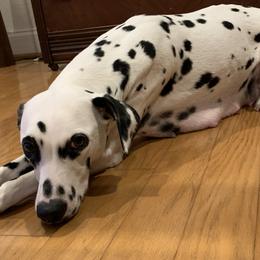 Dalmatians from Black House Dalmatian
