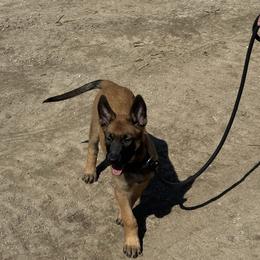 Bella - Red sable female Belgian Malinois puppy in Cascade, Iowa from Platinum K9S