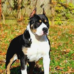 Dutch - American Bully