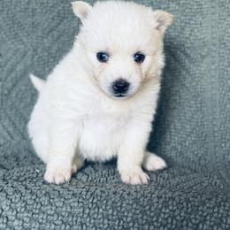 Prince Eric - White male Pomsky puppy in Grass Valley, California from Karalot Pomskies