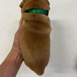 Green - Yellow female Labrador Retriever puppy in Husser, Louisiana from Kristen
